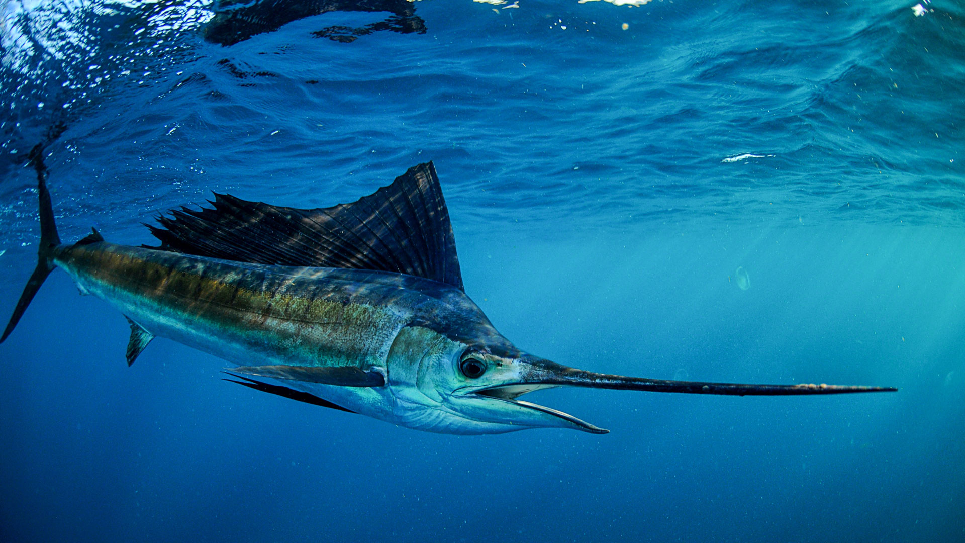 Fly to Costa Rica’s Sportfishing Marinas by Private Helicopter